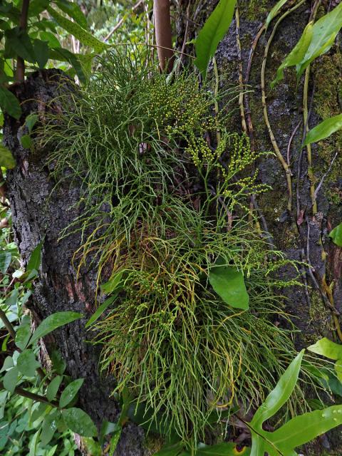 Prutovka nahá (Psilotum nudum (L.) Beauv.