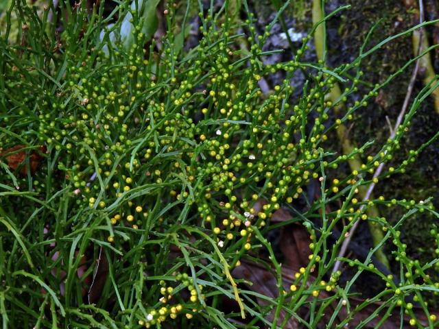 Prutovka nahá (Psilotum nudum (L.) Beauv.