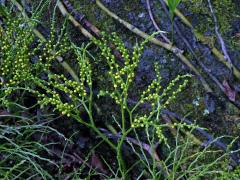 Prutovka nahá (Psilotum nudum (L.) Beauv.