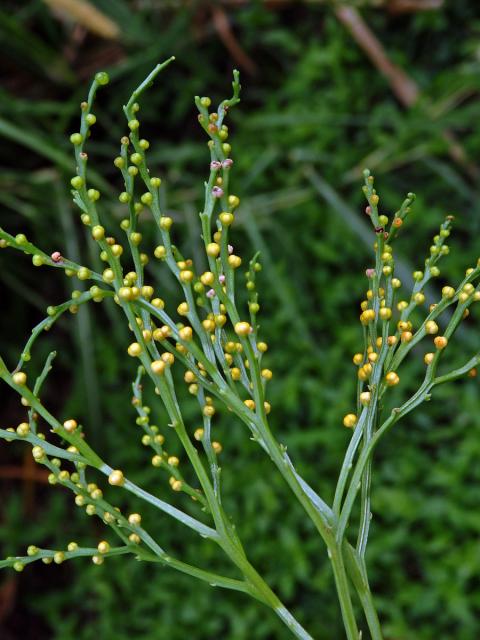 Prutovka nahá (Psilotum nudum (L.) Beauv.