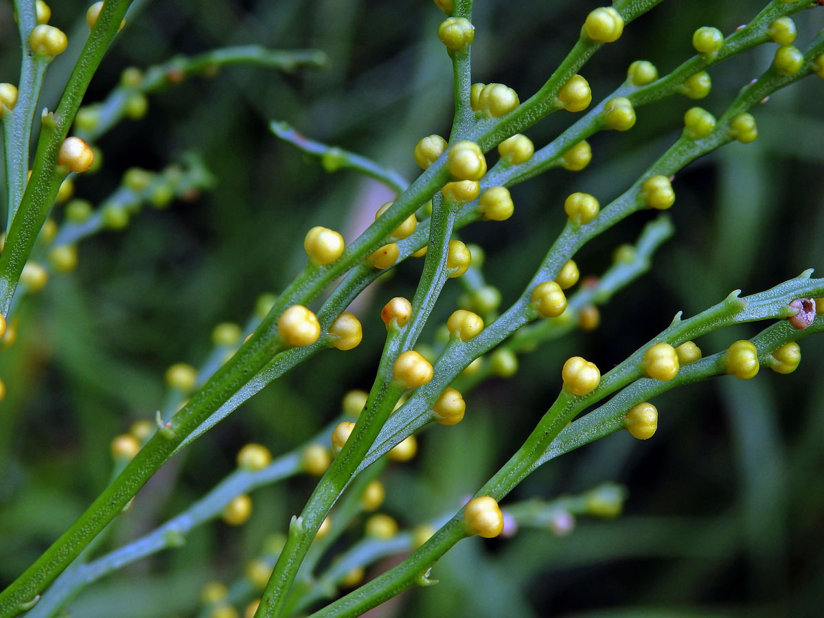 Prutovka nahá (Psilotum nudum (L.) Beauv.