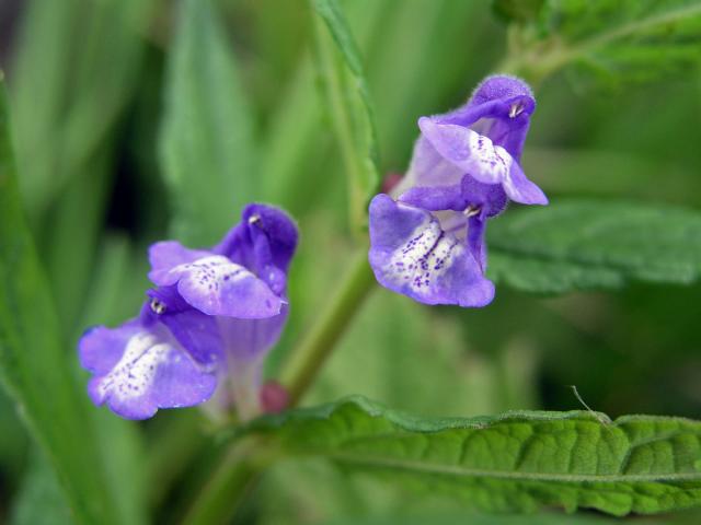 Šišák vroubkovaný (Scutellaria gelericulata L.)