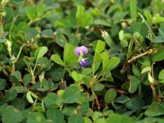 Stužkovec (Desmodium triflorum (L.) DC.)