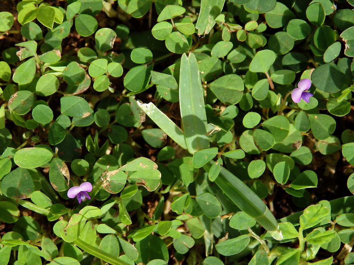 Stužkovec (Desmodium triflorum (L.) DC.)