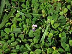 Stužkovec (Desmodium triflorum (L.) DC.)