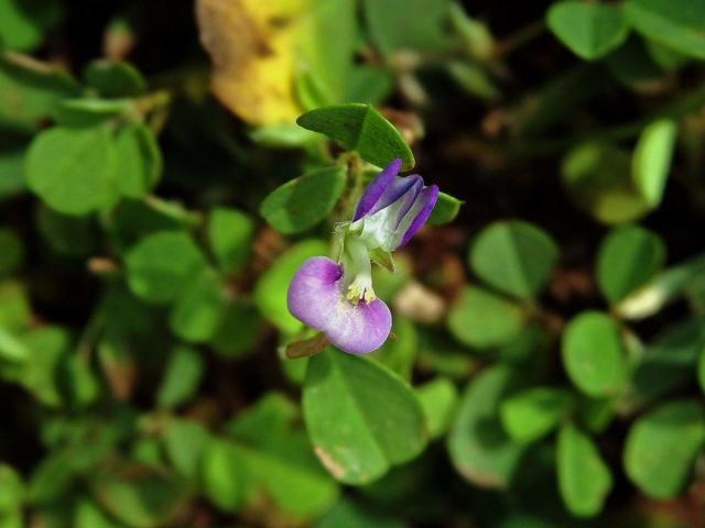 Stužkovec (Desmodium triflorum (L.) DC.)