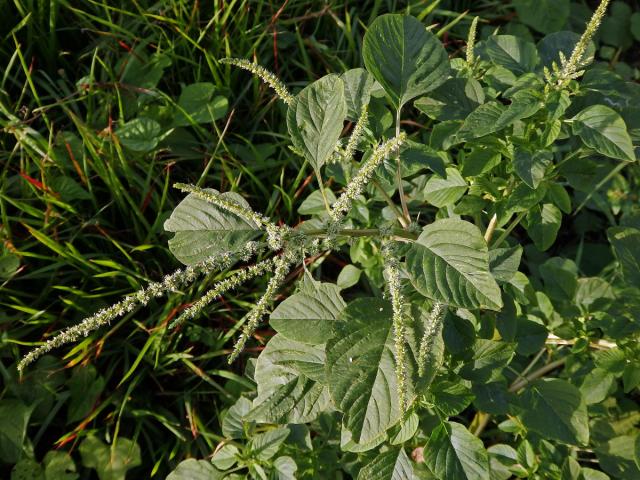 Laskavec (Amaranthus spinosus L.)