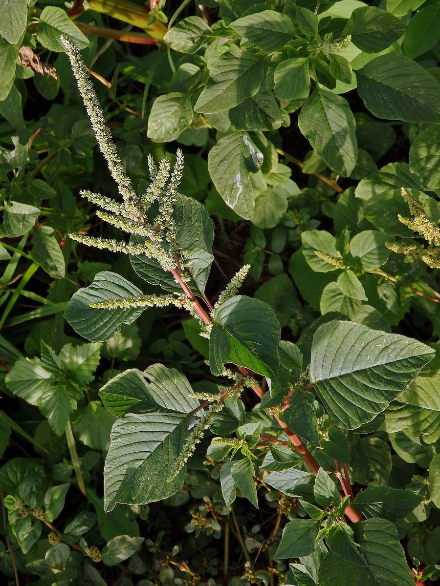 Laskavec (Amaranthus spinosus L.)