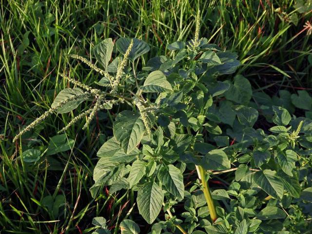 Laskavec (Amaranthus spinosus L.)