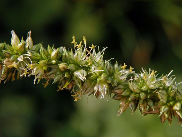 Laskavec (Amaranthus spinosus L.)