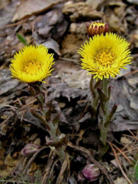 Podběl lékařský (Tussilago farfara L.)