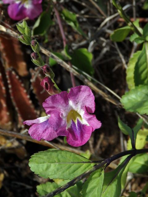 Asystasia gangetica (L.) T. Anders