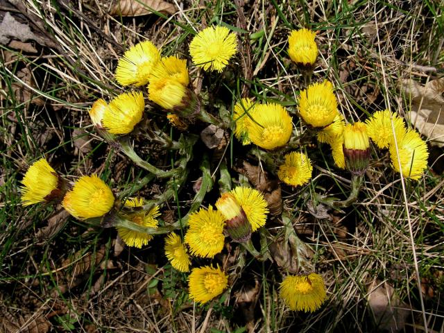 Podběl lékařský (Tussilago farfara L.)