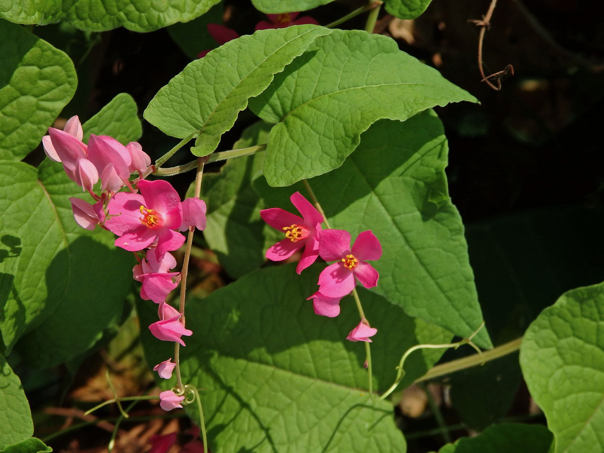 Antigonon leptopus Hook. & Arn.