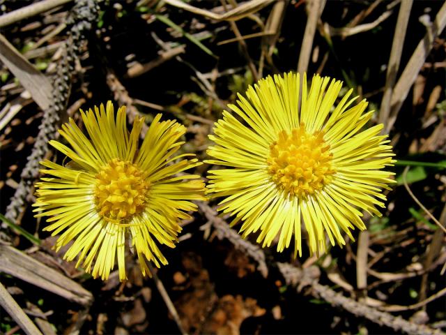 Podběl lékařský (Tussilago farfara L.)