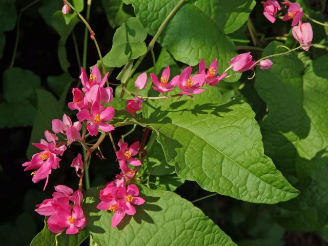 Antigonon leptopus Hook. & Arn.