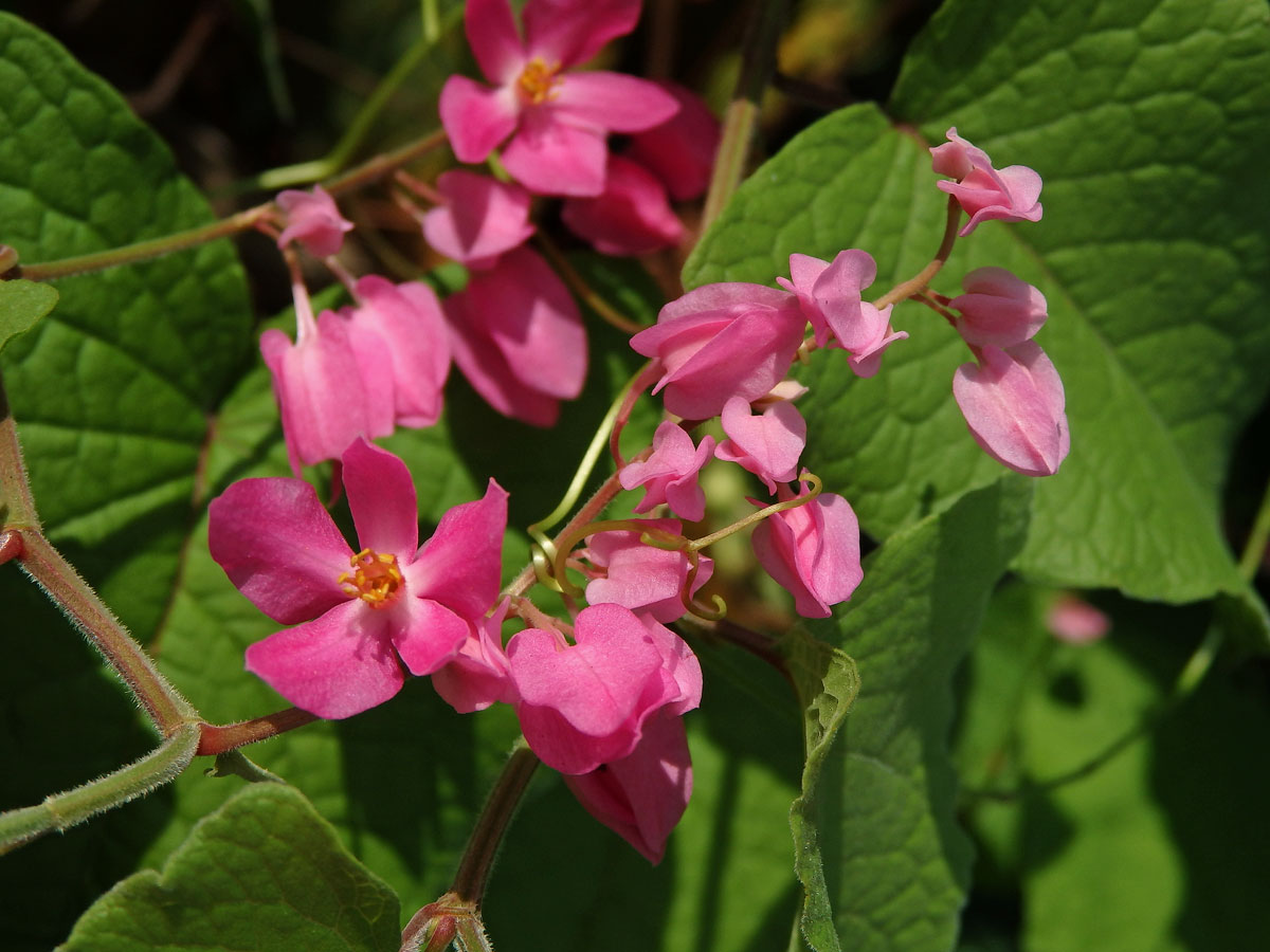 Antigonon leptopus Hook. & Arn.