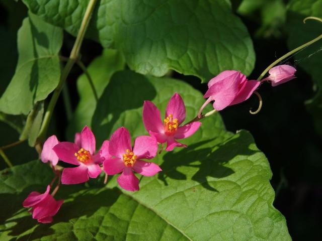 Antigonon leptopus Hook. & Arn.