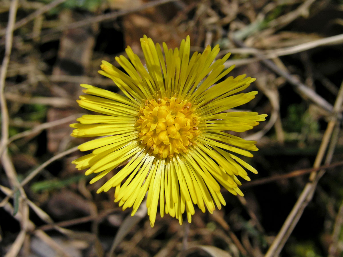 Podběl lékařský (Tussilago farfara L.)