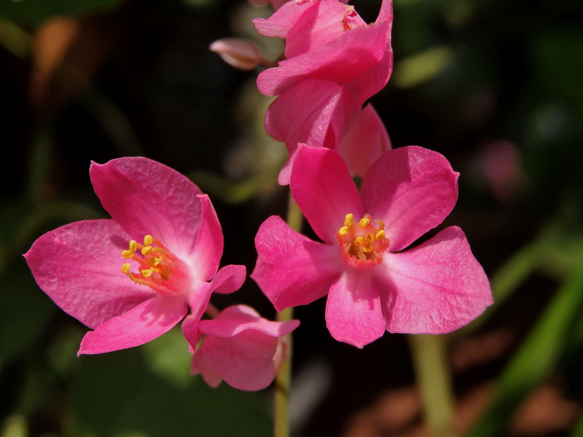 Antigonon leptopus Hook. & Arn.