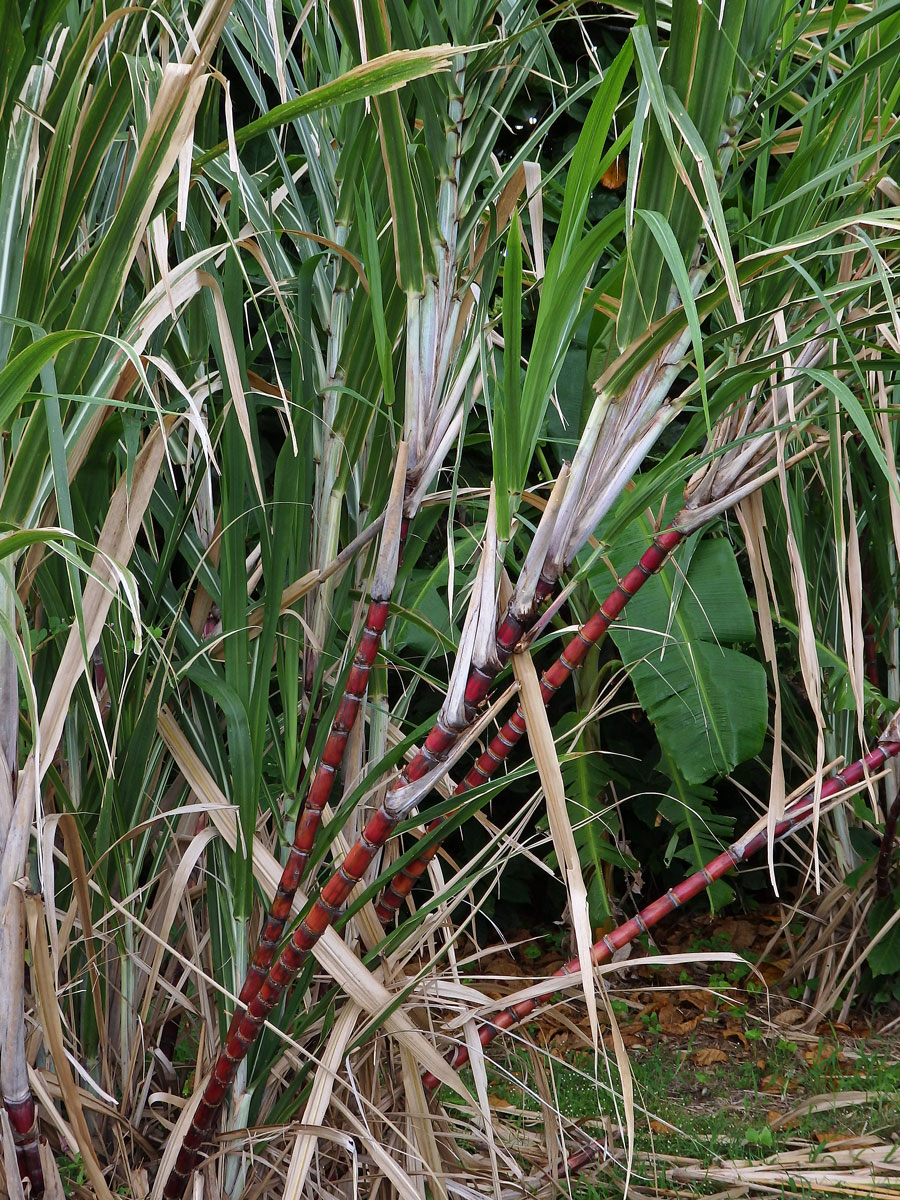 Třtina cukrová (Saccharum officinarum L.)