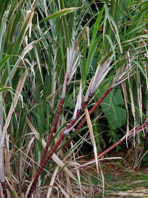 Třtina cukrová (Saccharum officinarum L.)