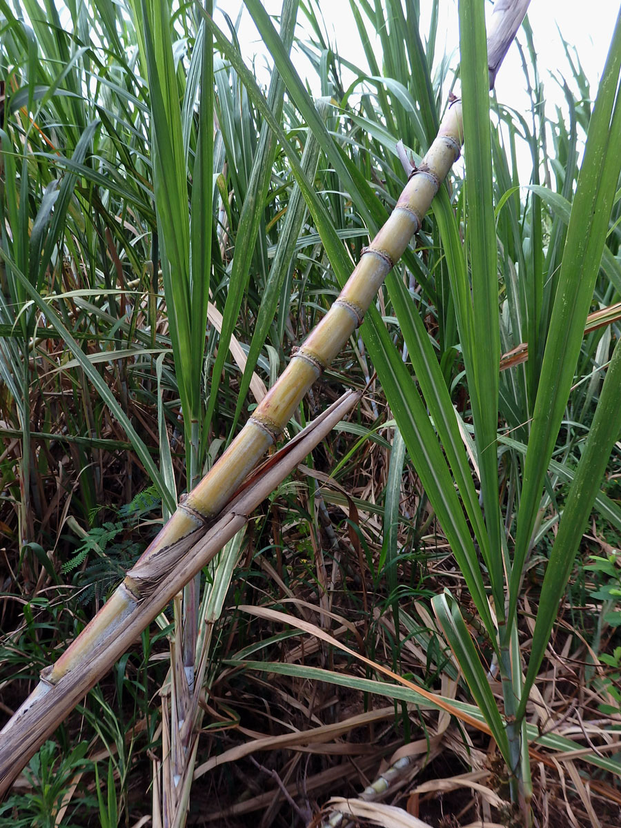 Třtina cukrová (Saccharum officinarum L.)