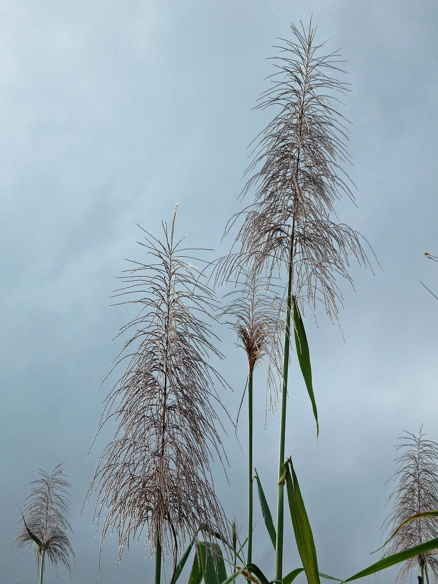 Třtina cukrová (Saccharum officinarum L.)