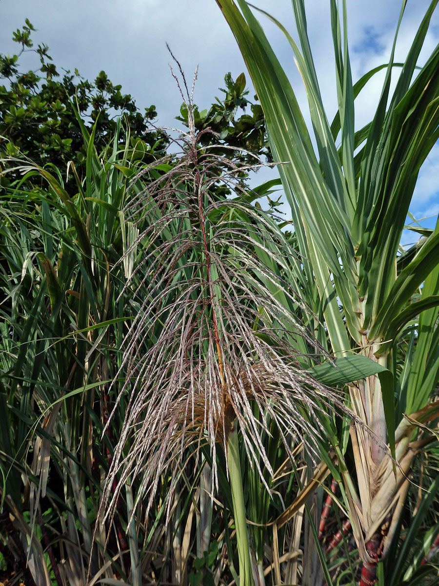 Třtina cukrová (Saccharum officinarum L.)