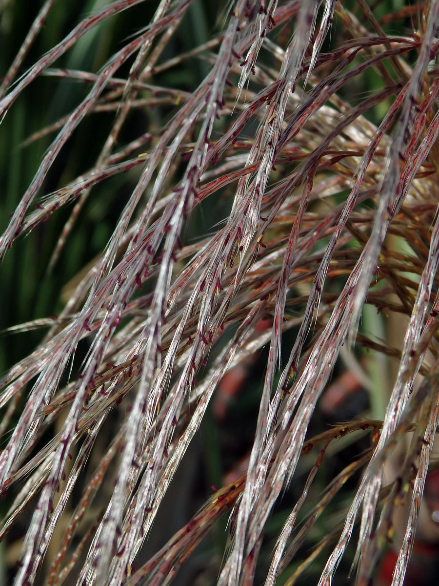 Třtina cukrová (Saccharum officinarum L.)