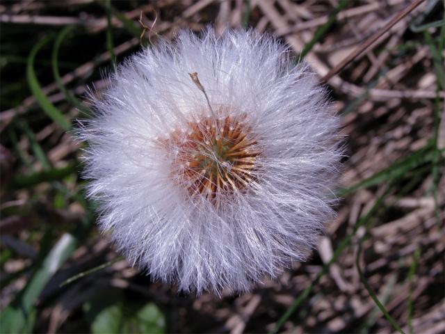 Podběl lékařský (Tussilago farfara L.)