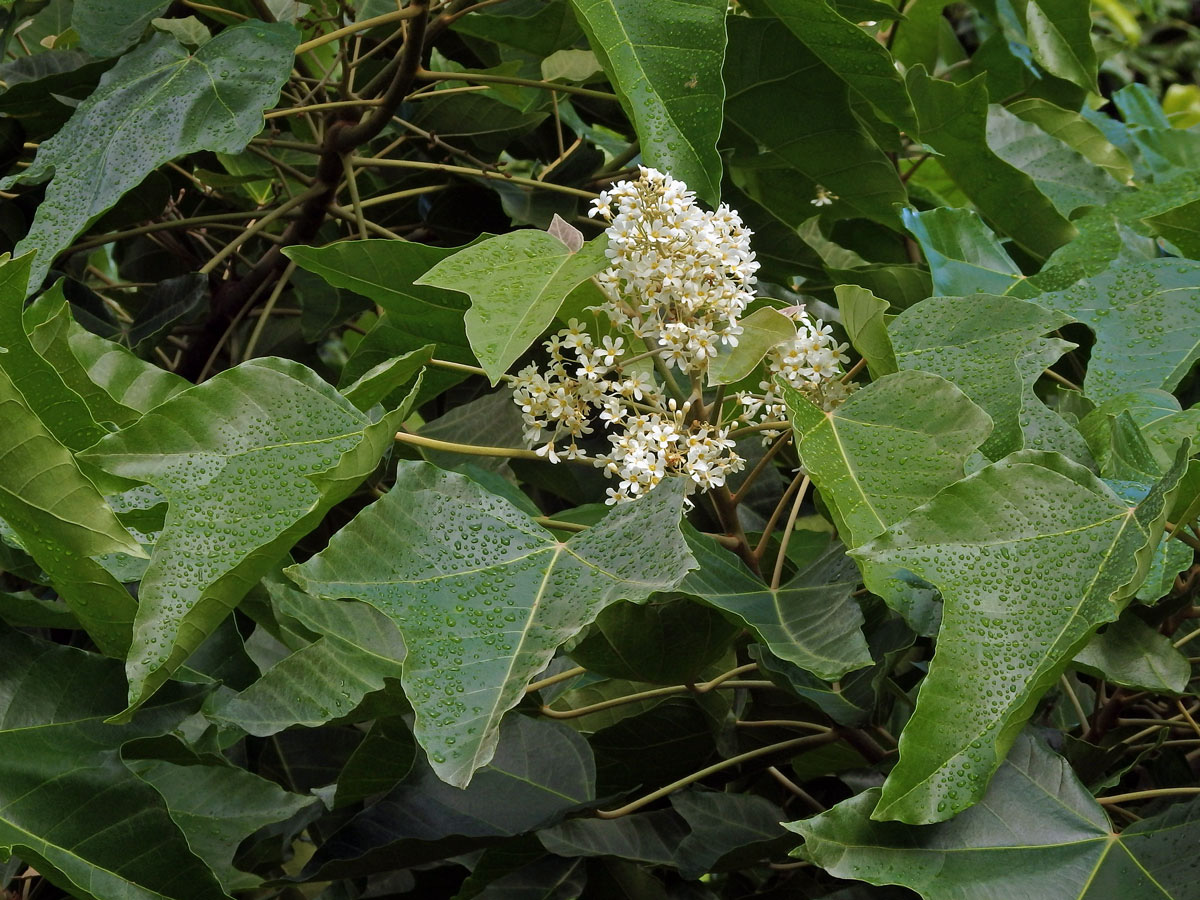 Tungovník molucký (Aleurites moluccana (L.) Willd.)