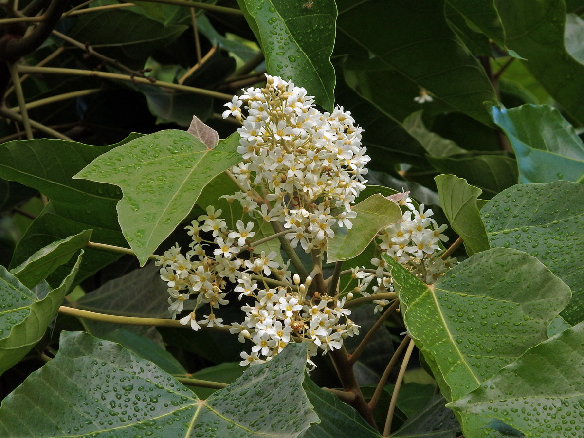 Tungovník molucký (Aleurites moluccana (L.) Willd.)