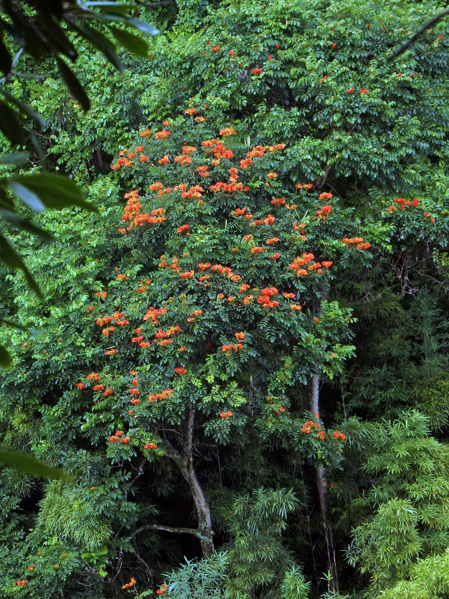 Spathodea zvonkovitá (Spathodea campanulata Beauv.)