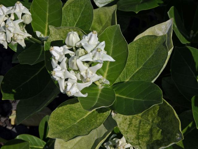 Plchoplod (Calotropis gigantea (L.) Ait. f.)