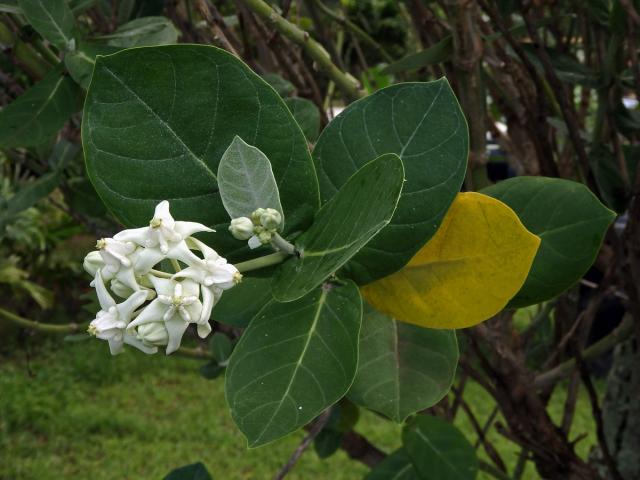 Plchoplod (Calotropis gigantea (L.) Ait. f.)