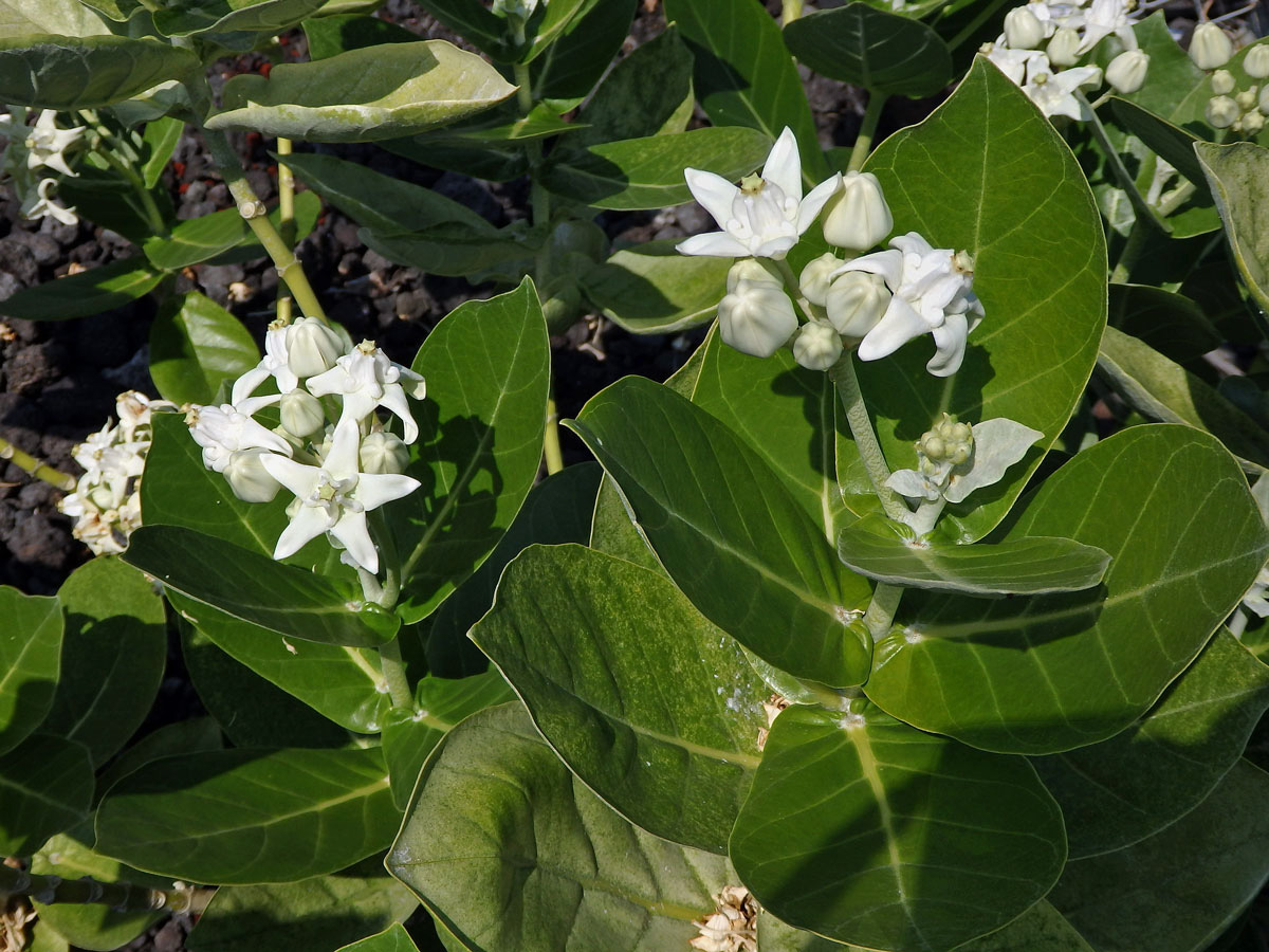 Plchoplod (Calotropis gigantea (L.) Ait. f.)