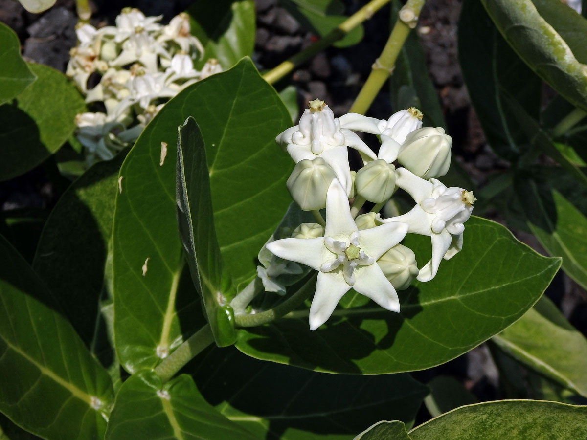 Plchoplod (Calotropis gigantea (L.) Ait. f.)