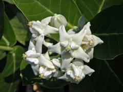 Plchoplod (Calotropis gigantea (L.) Ait. f.)