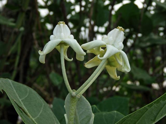 Plchoplod (Calotropis gigantea (L.) Ait. f.)