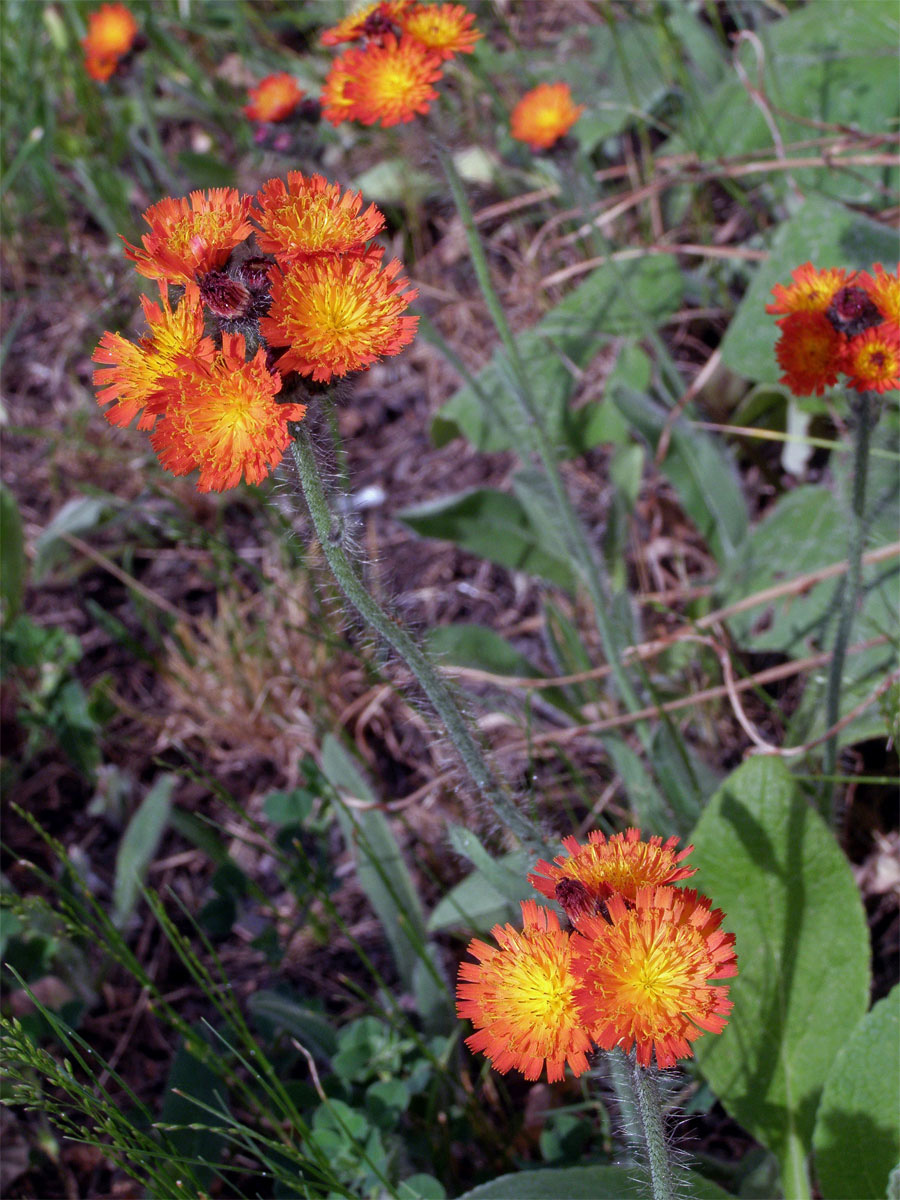 Jestřábník oranžový (Hieracium aurantiacum  L.)