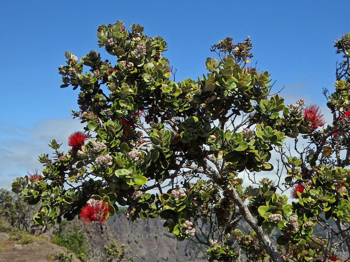 Železnec mnohotvarý (Metrosideros polymorpha Gaud.), var. polymorpha