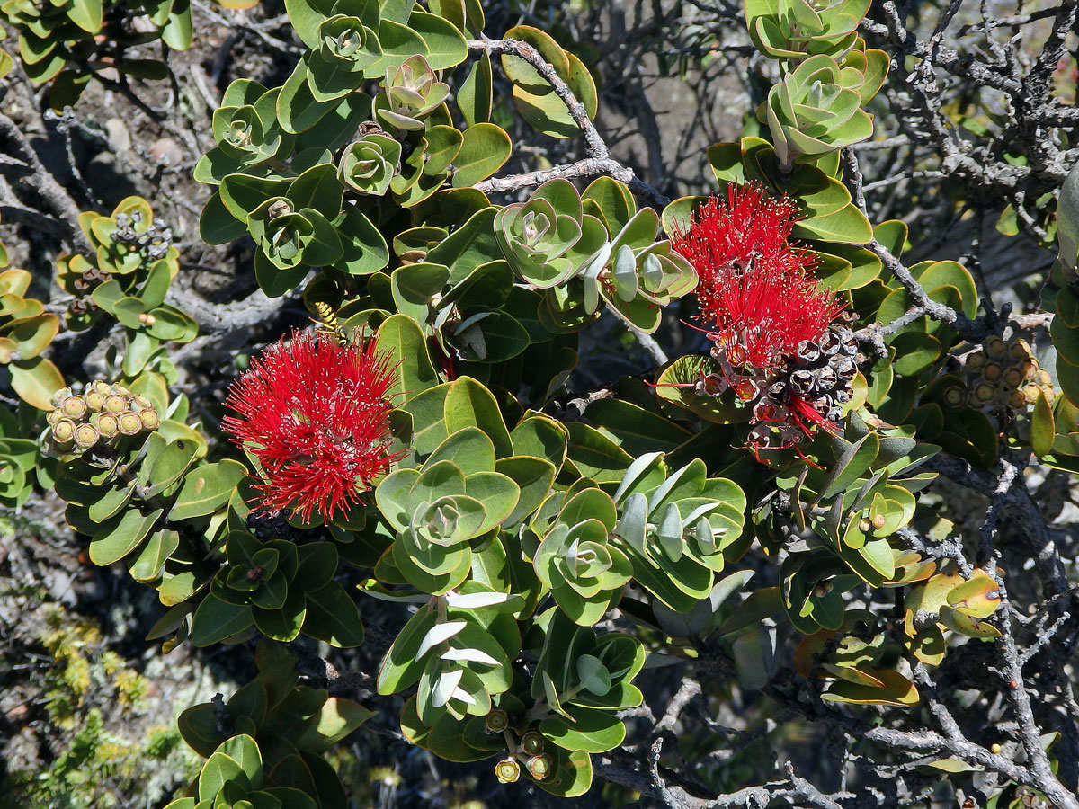 Železnec mnohotvarý (Metrosideros polymorpha Gaud.), var. polymorpha