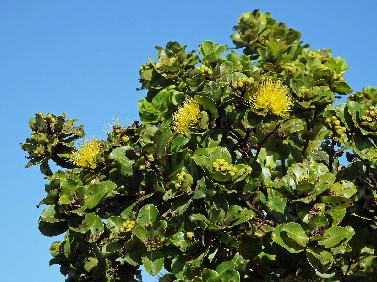 Železnec mnohotvarý (Metrosideros polymorpha Gaud.), var. incana