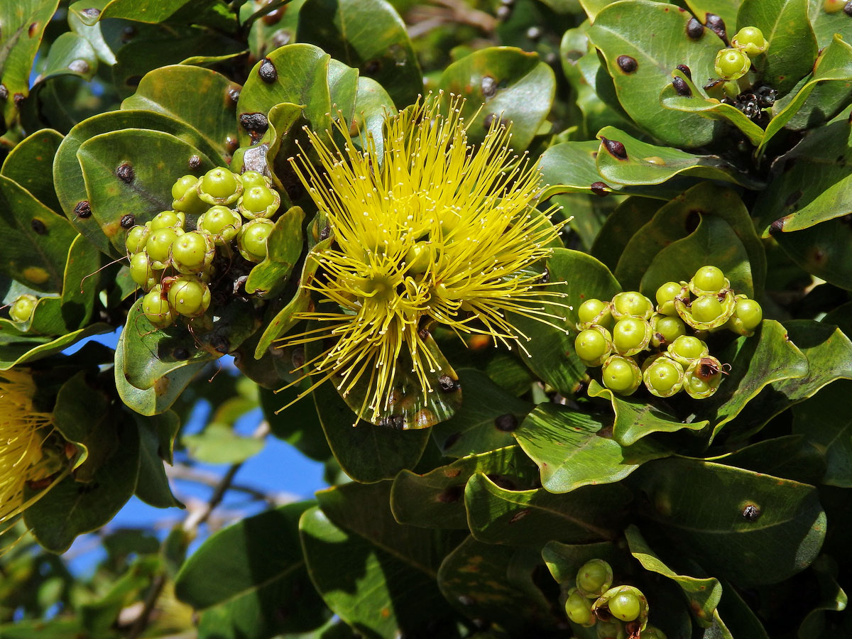 Železnec mnohotvarý (Metrosideros polymorpha Gaud.), var. incana