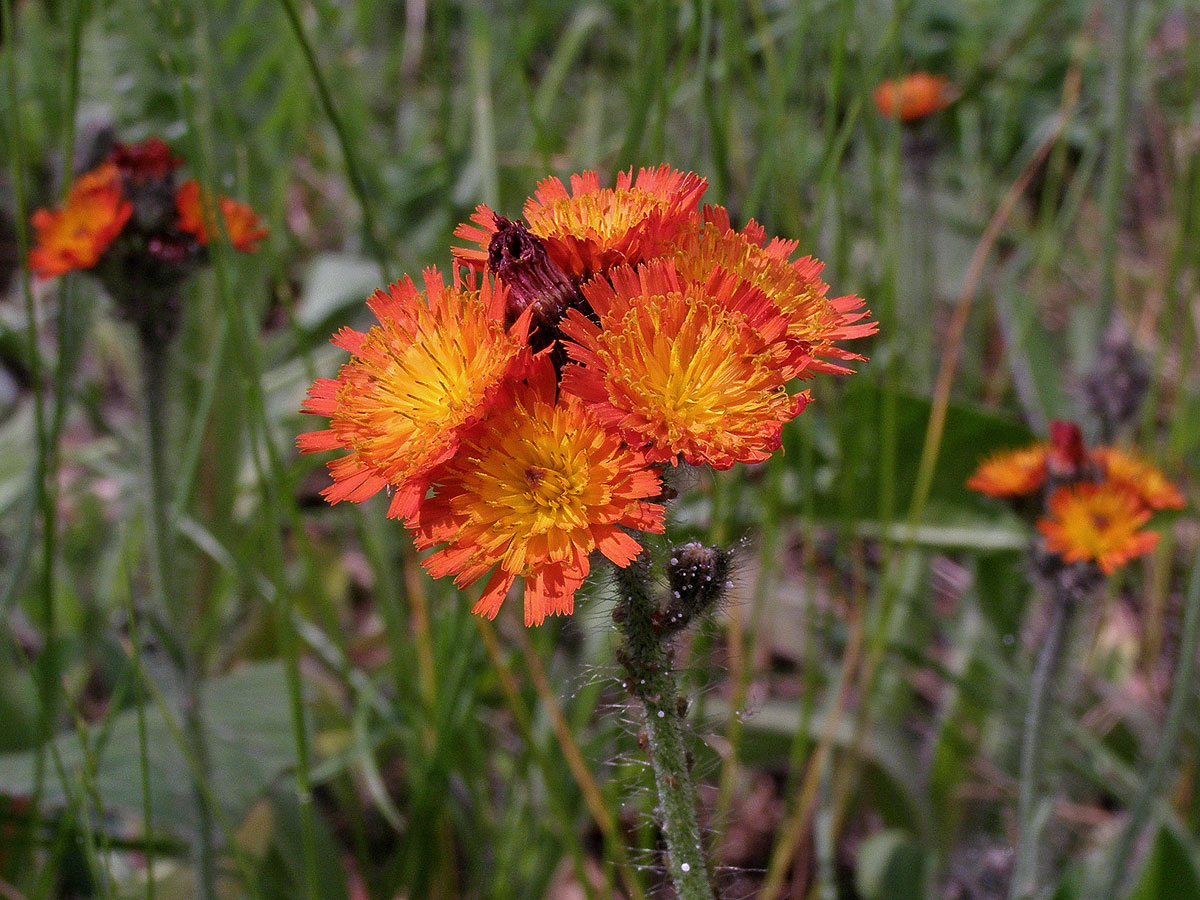 Jestřábník oranžový (Hieracium aurantiacum  L.)