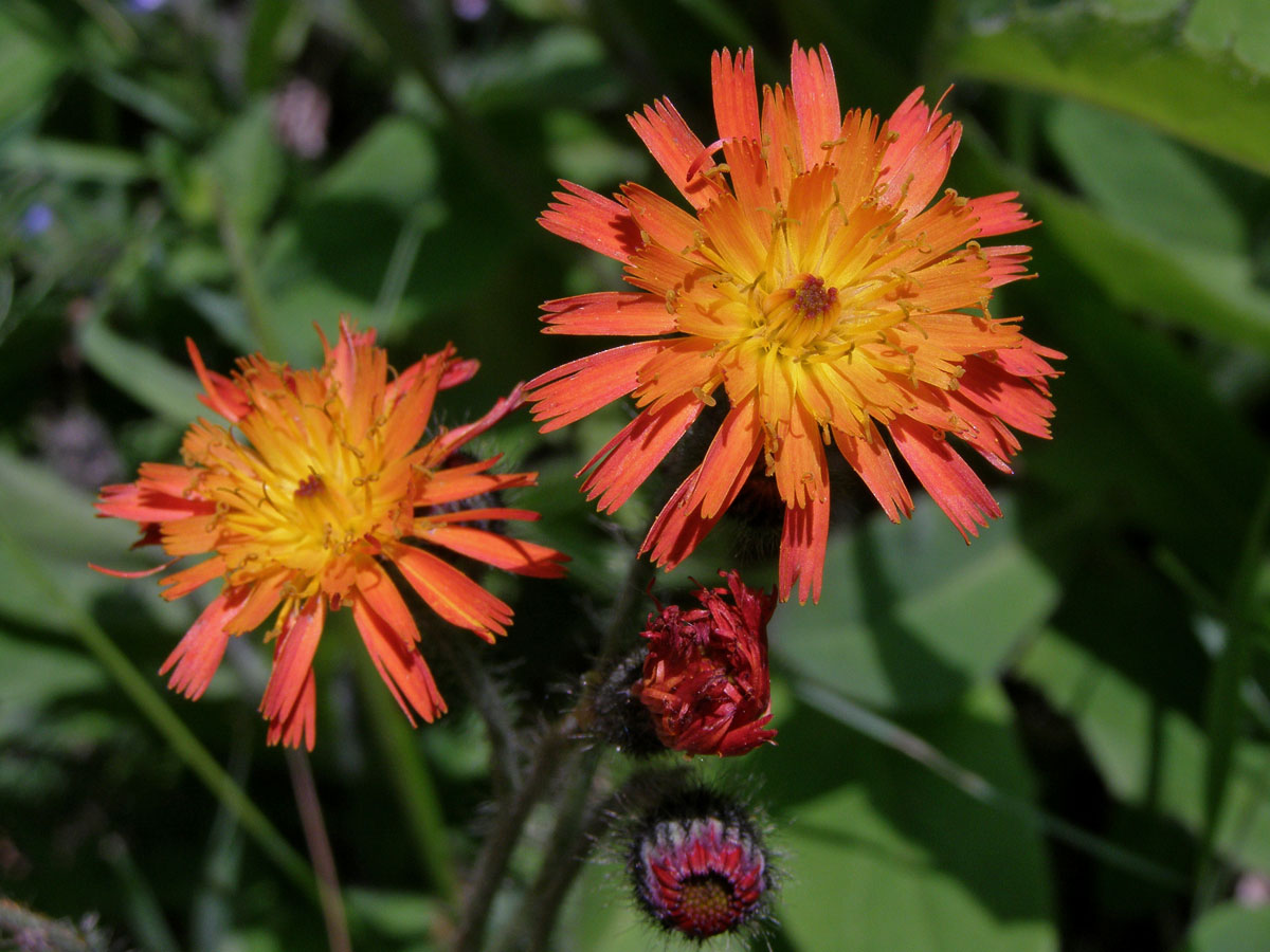 Jestřábník oranžový (Hieracium aurantiacum  L.)