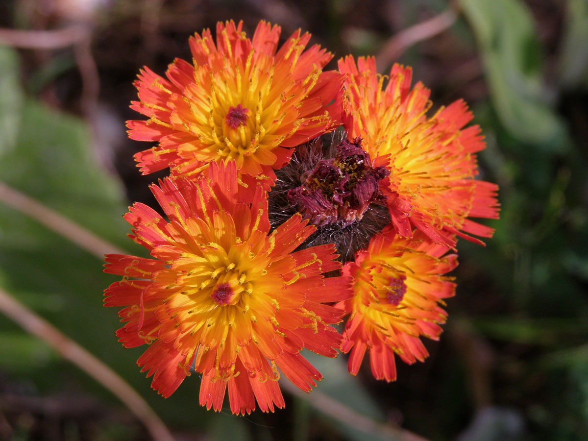 Jestřábník oranžový (Hieracium aurantiacum  L.)