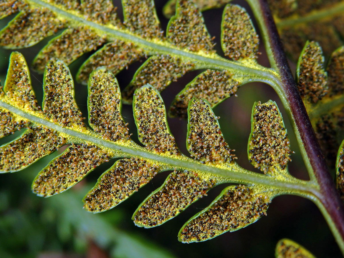 Pityrogramma austroamericana Domin