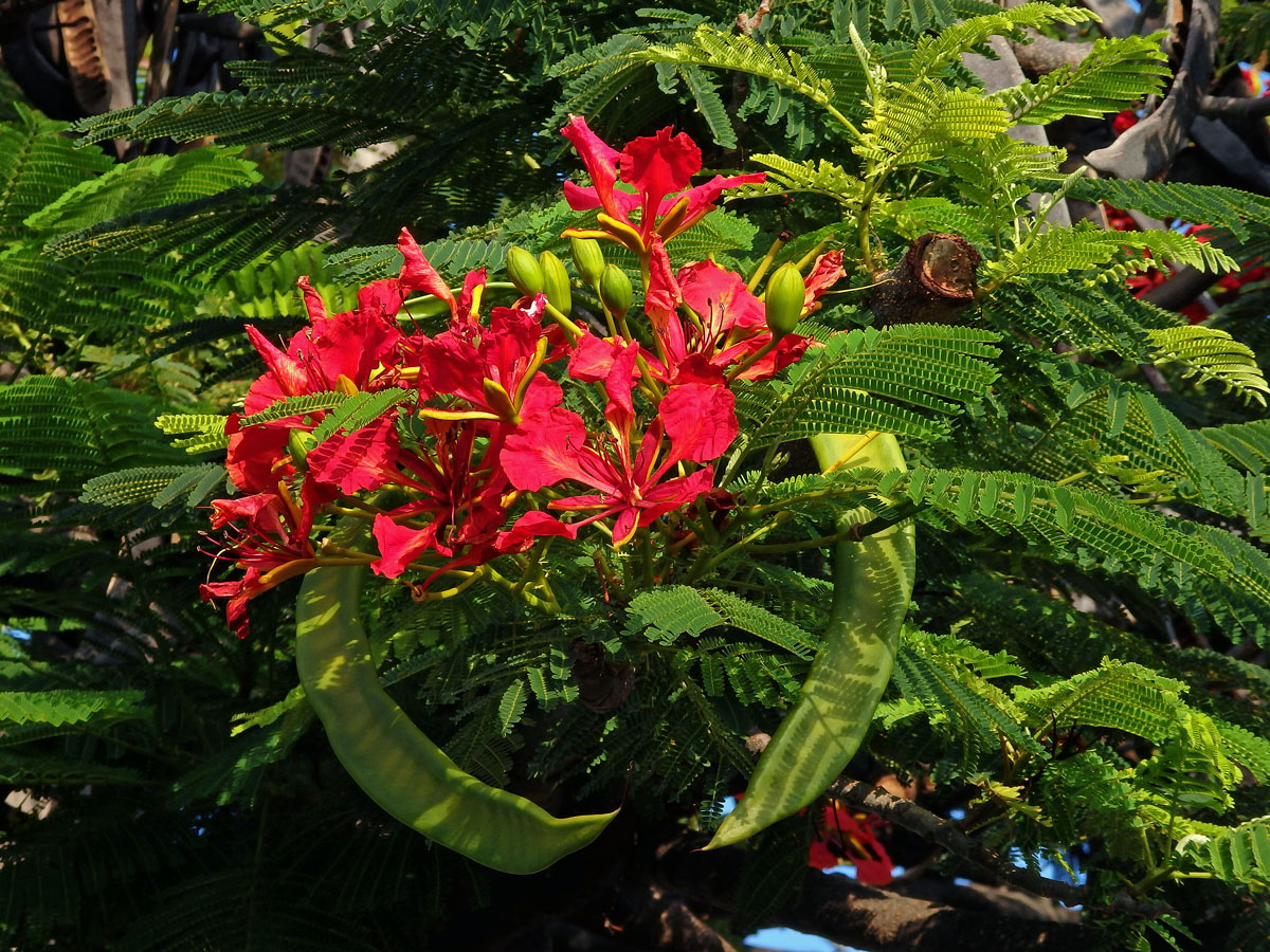 Delonix královská (Delonix regia (Bojer ex Hook.) Raf.)